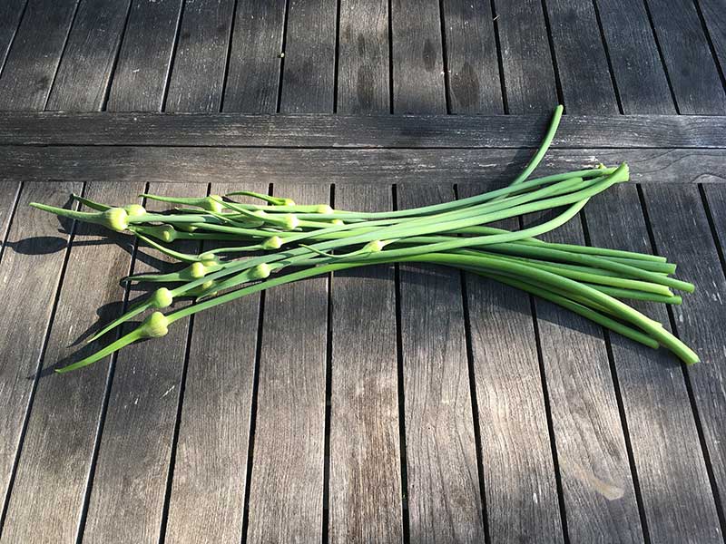 garlic scapes