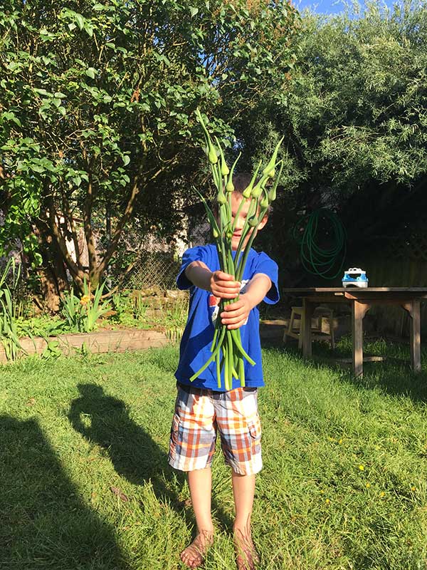 garlic scapes freshly harvested