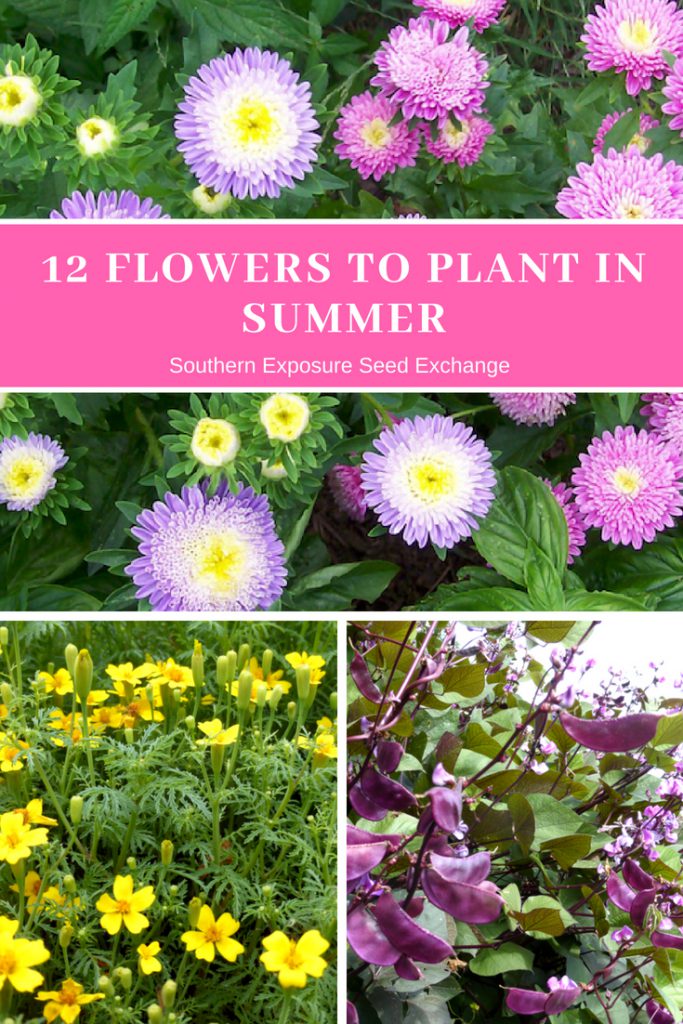 12 Flowers to Plant in Summer | Southern Exposure Seed Exchange