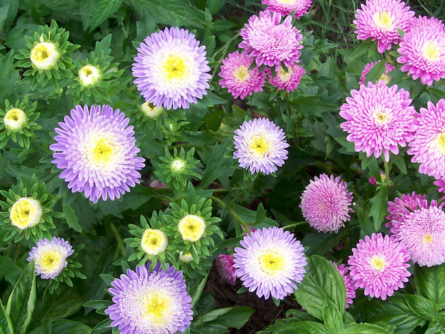 Flowers to store plant in summer