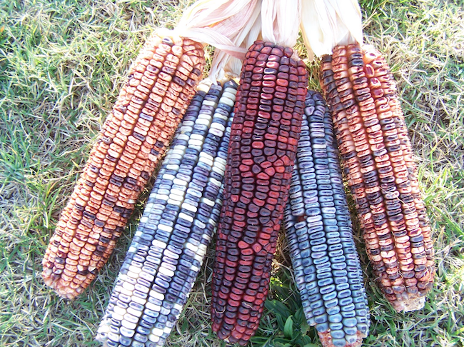 How to Grow and Dry Indian Corn - Dengarden