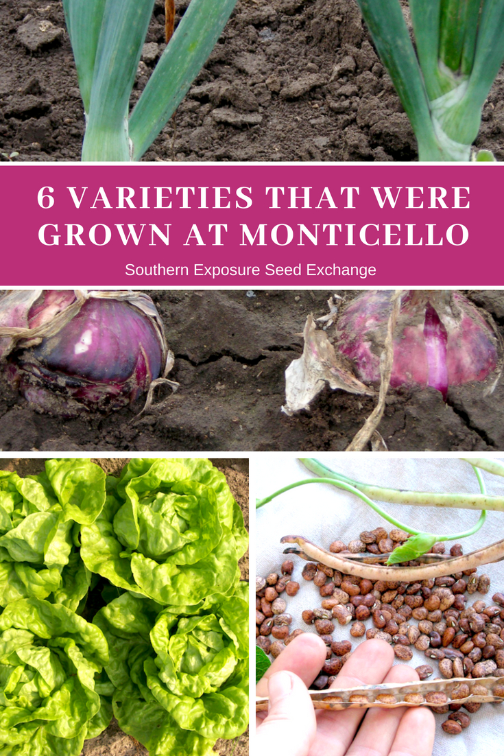 6 Varieties That Were Grown at Monticello Southern Exposure Seed Exchange