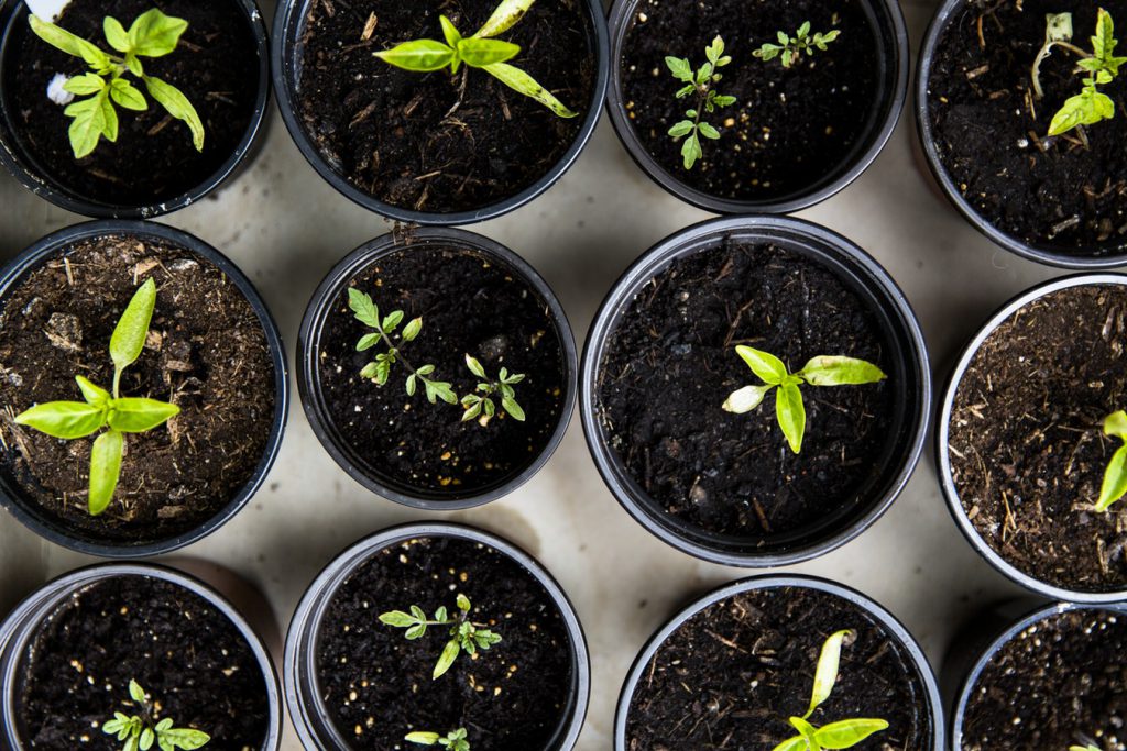 How to COMPOST in a FLOWERPOT 