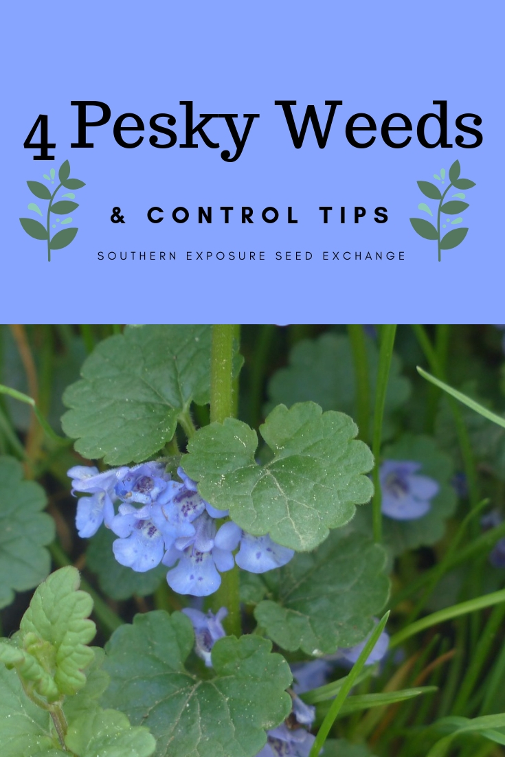 4 Pesky Weeds & Control Tips | Southern Exposure Seed Exchange