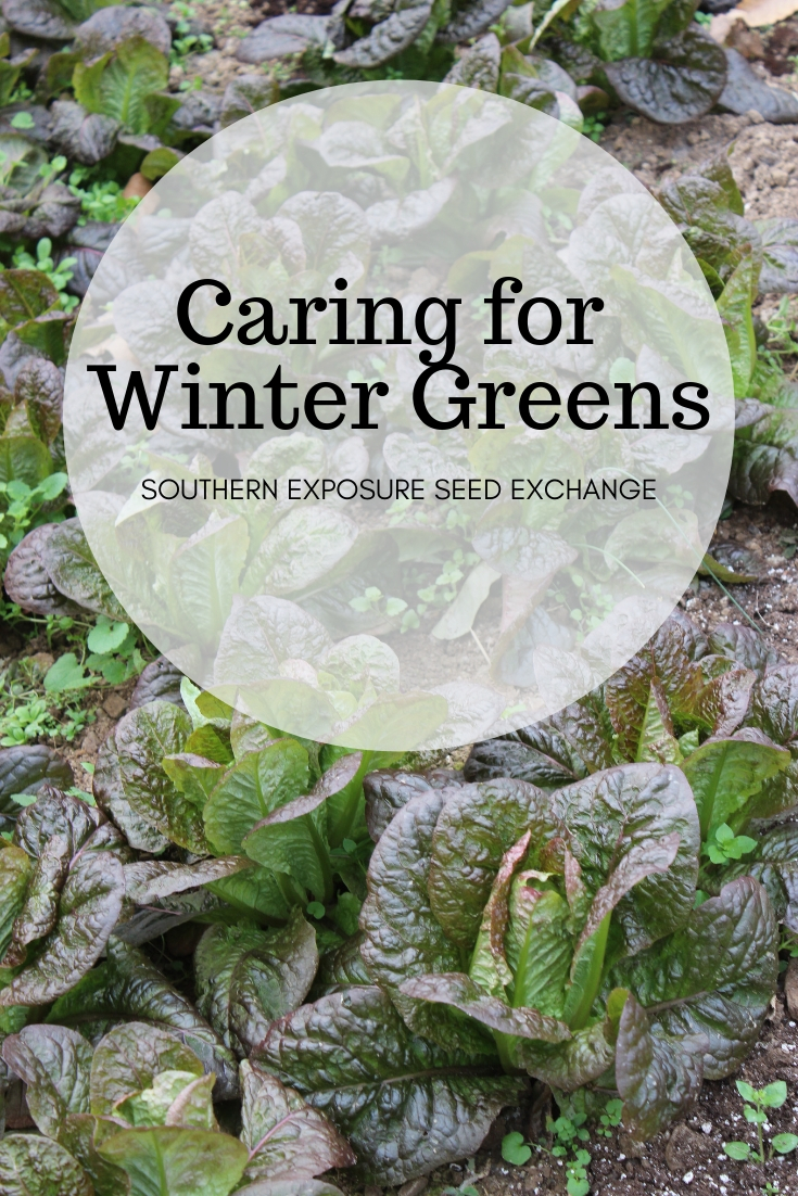 caring-for-winter-greens-southern-exposure-seed-exchange