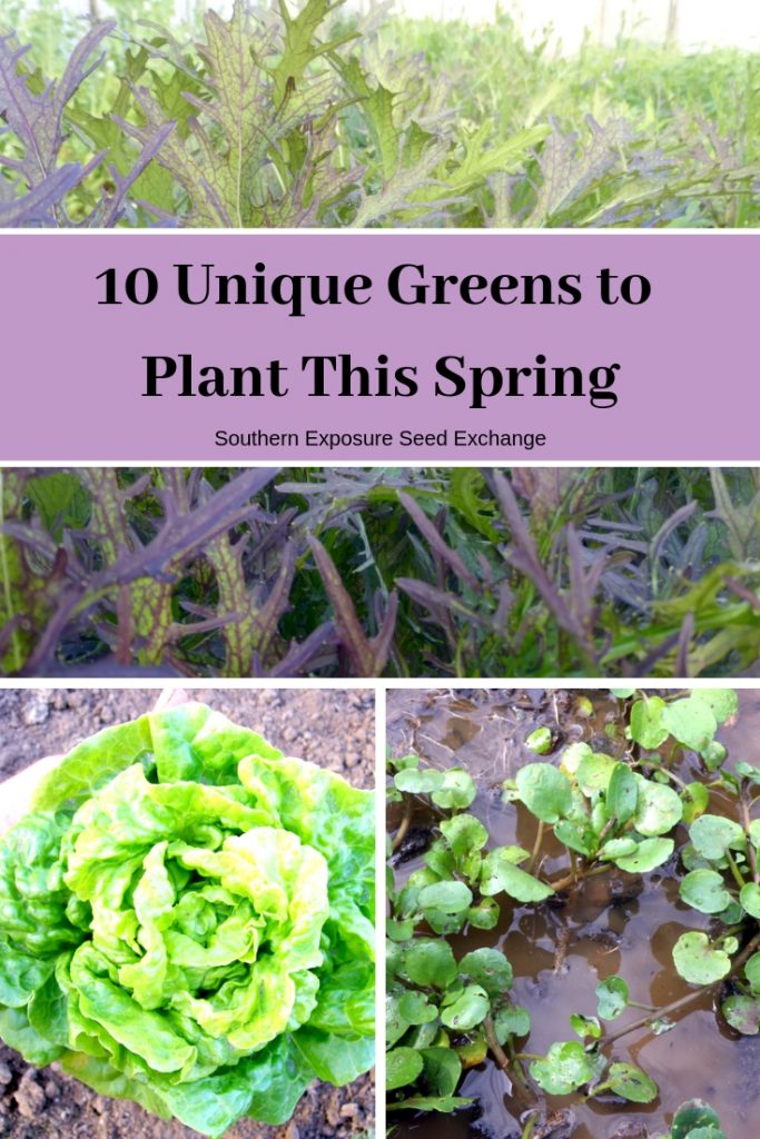 10 Unique Greens To Plant This Spring Southern Exposure Seed Exchange