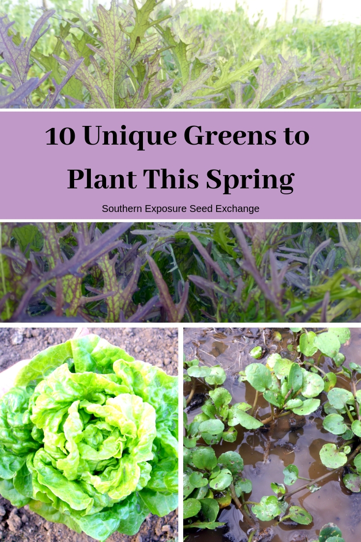 10 Unique Greens to Plant This Spring Southern Exposure Seed Exchange