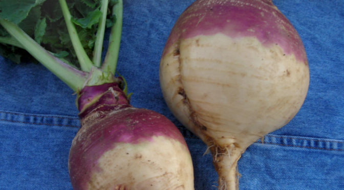 The Humble Rutabaga: Growing, Storing, Using