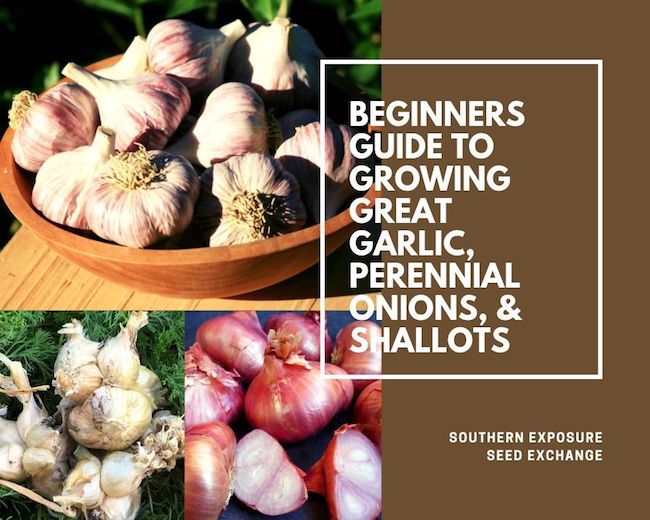 Growing Shallots: How to Plant Shallots in Fall