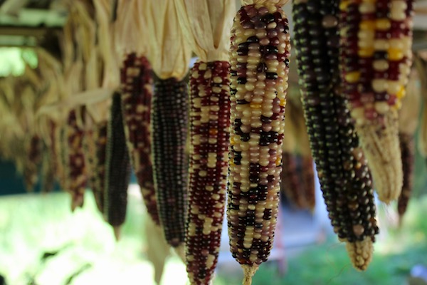 Harvesting Drying Eating Popcorn Southern Exposure Seed Exchange