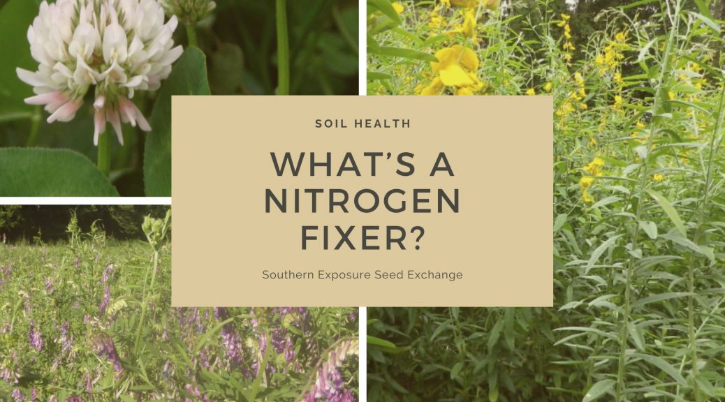 What’s a Nitrogen Fixer? Southern Exposure Seed Exchange