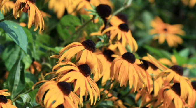Drought Tolerant Perennials Native to The Eastern U.S.