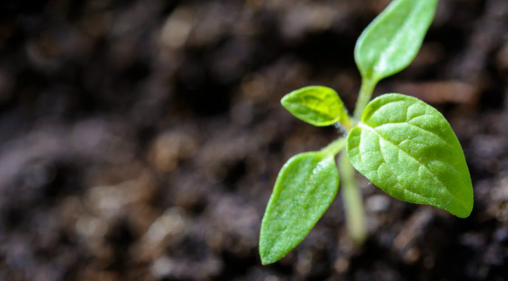 The Soil Food Web | Southern Exposure Seed Exchange