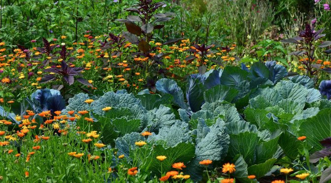 Intro to Companion Planting & 10 Pairs to Try