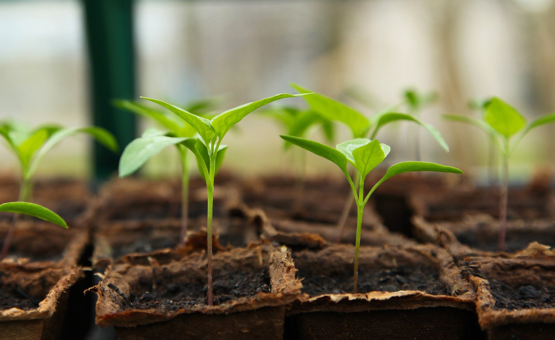 Transplanting Vs. Direct Sowing | Southern Publicity Seed Alternate Transplanting Vs. Direct Sowing | Southern Publicity Seed Alternate