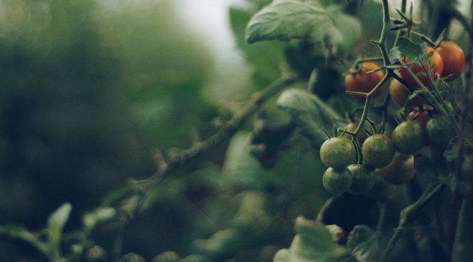 Garden Tip: Pruning Tomatoes