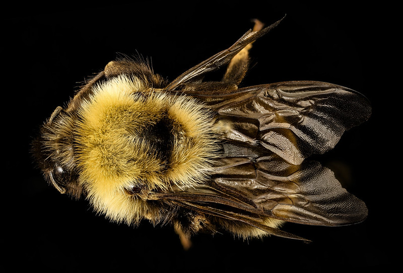 The Native Bees of Northeast Florida