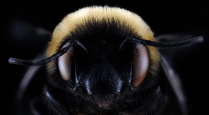 5 Bees Native to the Southeastern U.S. and Tips for Supporting Them
