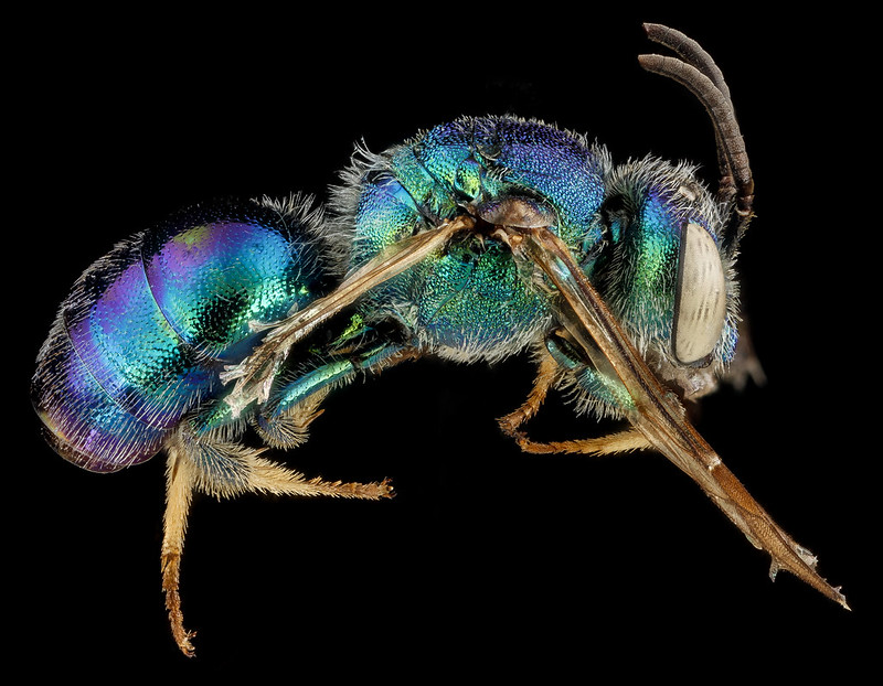 The Native Bees of Northeast Florida