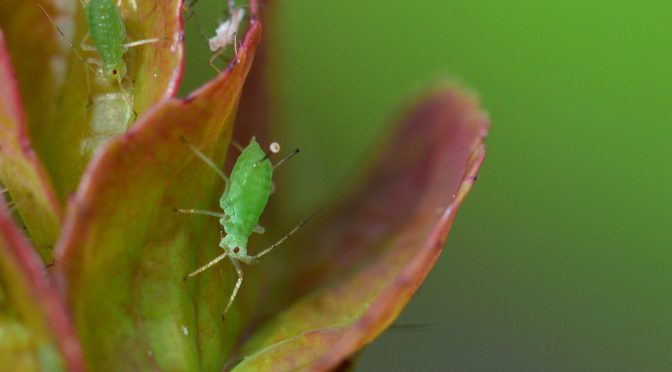 Aphids, Scale Insects, & Mealy Bugs