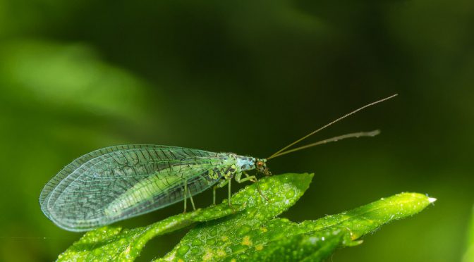 A lacewing on a leaf (attract beneficial insects)