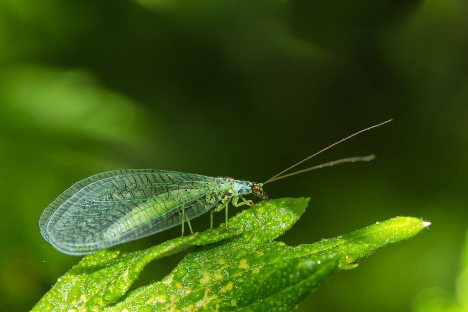A lacewing on a leaf (attract beneficial insects)