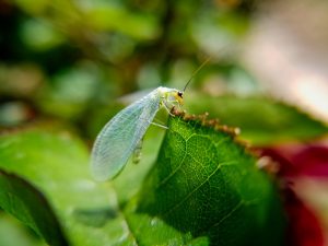 Drought-Tolerant, Aphid-Hungry Lacewing Species Arrives in Americas