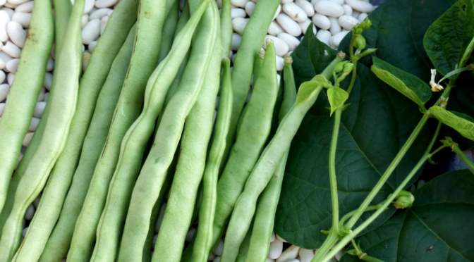 Drying Beans: Seed to Storage