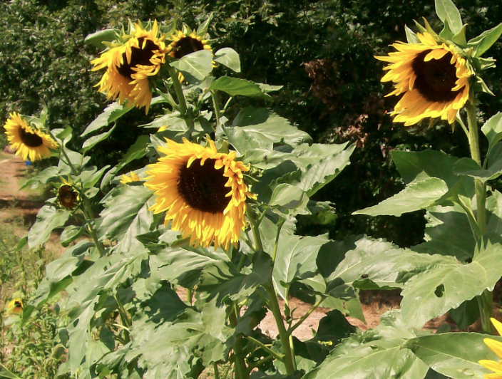 Harvesting Sunflower Seeds & History Southern Exposure Seed Exchange