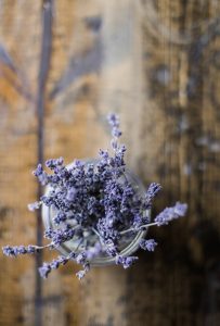 Grow Lavender From Seed | Southern Exposure Seed Exchange