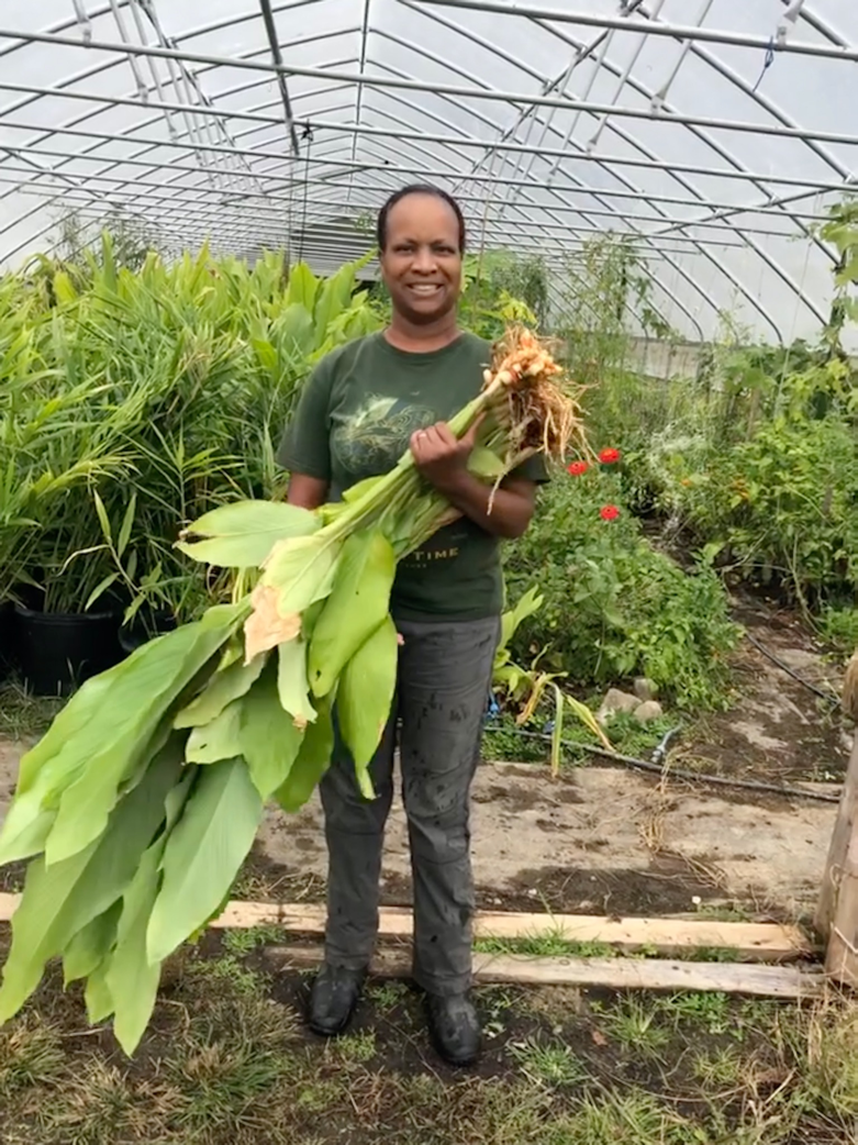 Image of Ginger and Turmeric plants