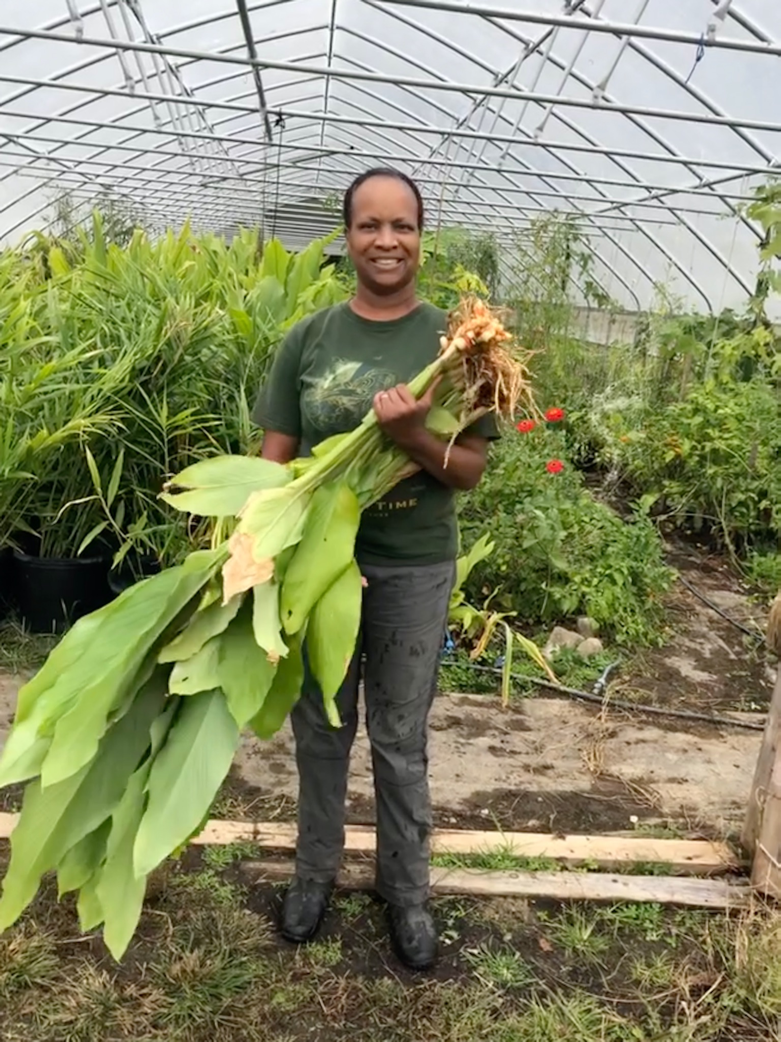 ginger plants