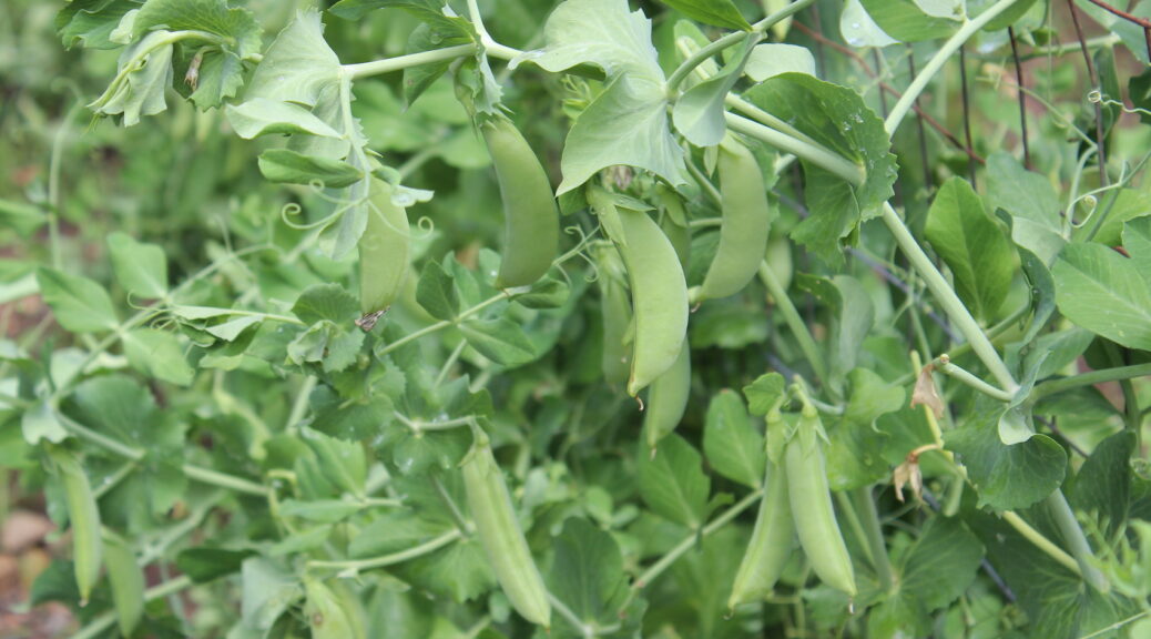 Great Beans & Peas Using Legume Inoculant Southern Exposure Seed