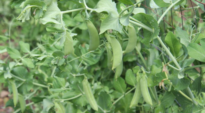 Great Beans & Peas: Using Legume Inoculant