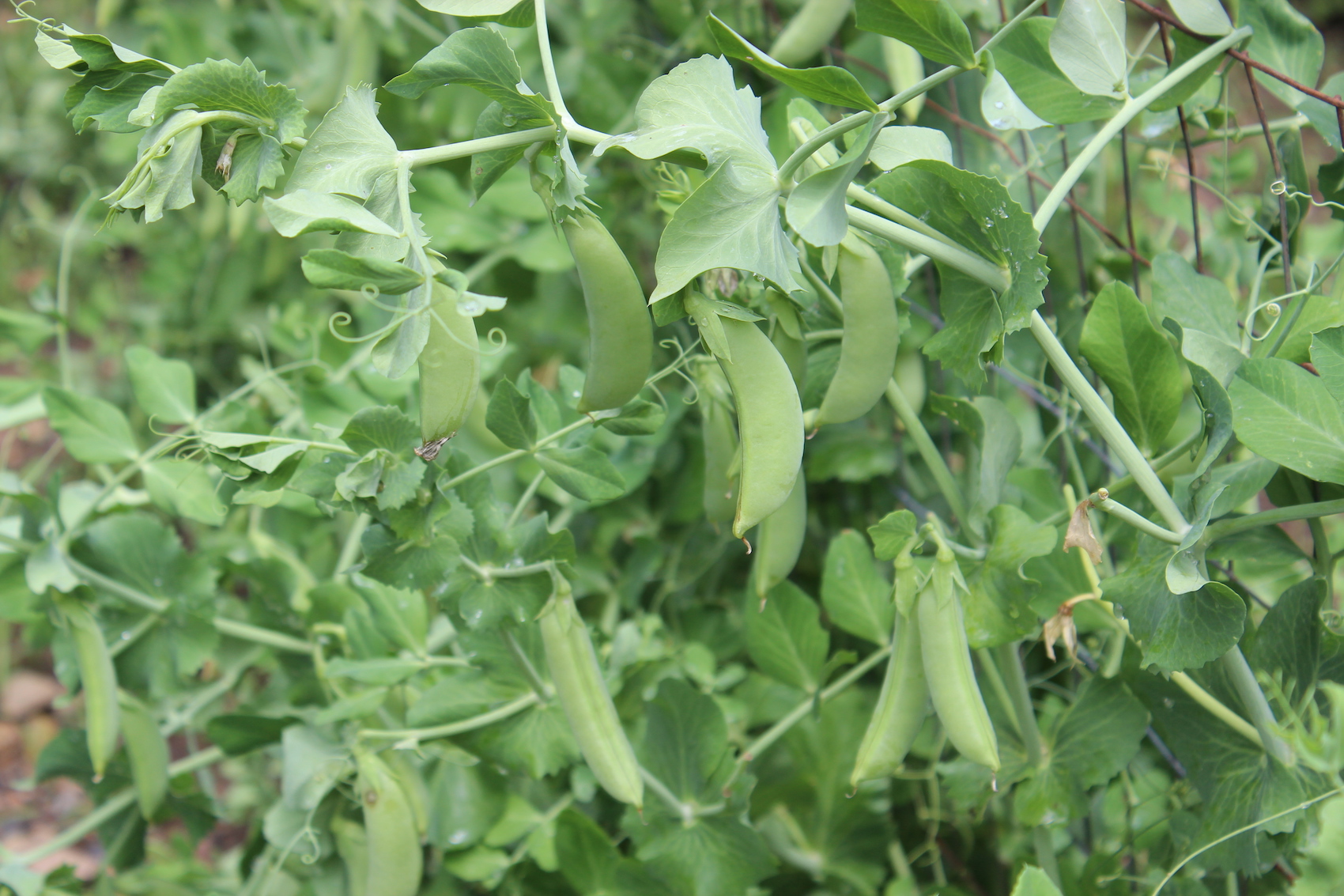 Great Beans & Peas Using Legume Inoculant Southern Exposure Seed Exchange