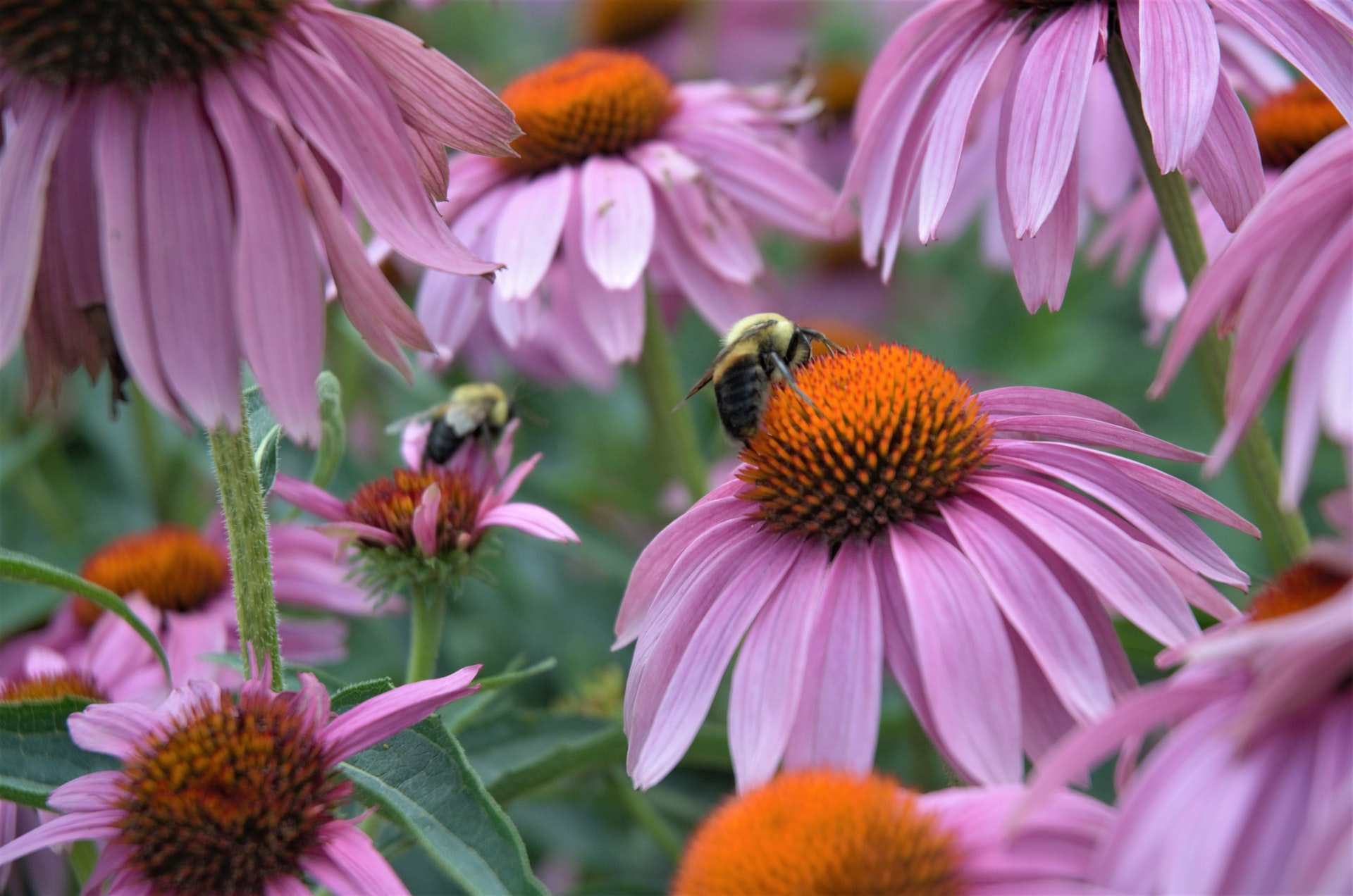 7 Reasons to Grow Echinacea Southern Exposure Seed Exchange