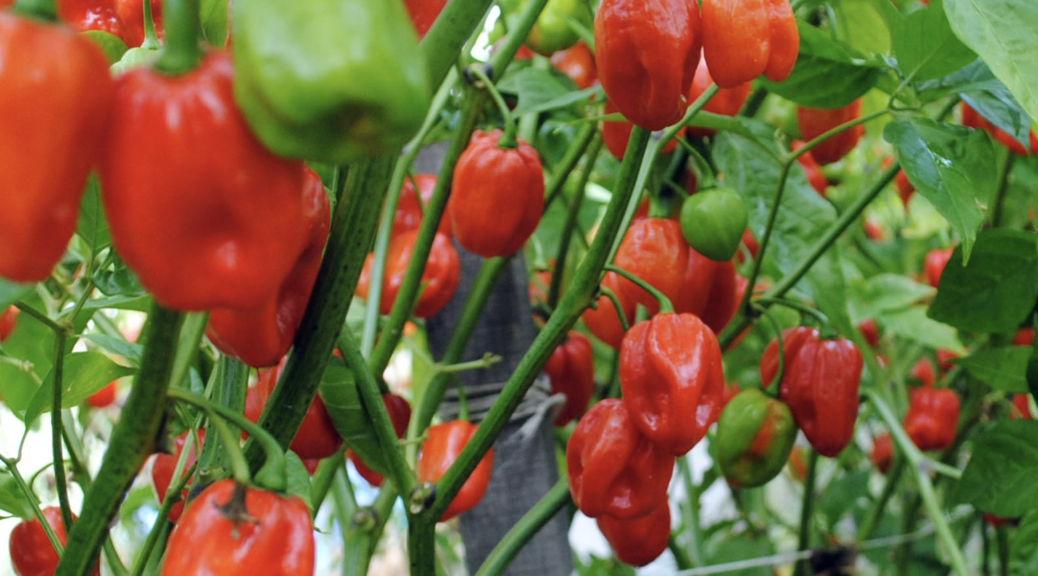 A Brief History of Peppers Southern Exposure Seed Exchange