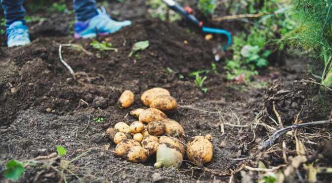 6 Easy Steps to Save Seed Potatoes