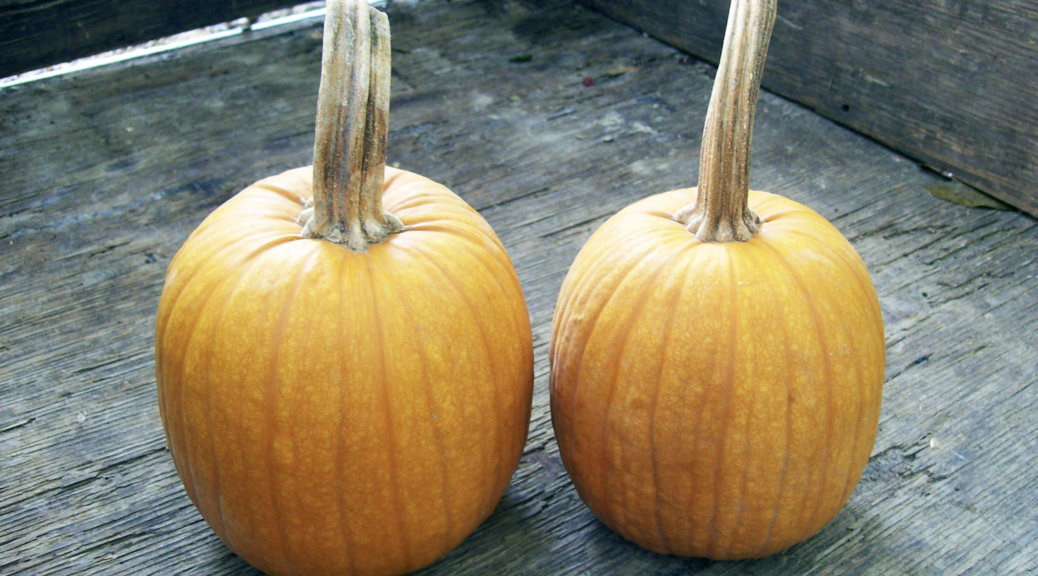 6 Easy Steps To Saving Pumpkin Seeds Southern Exposure Seed Exchange   Screen Shot 2021 10 12 At 3.34.08 PM 1038x576 