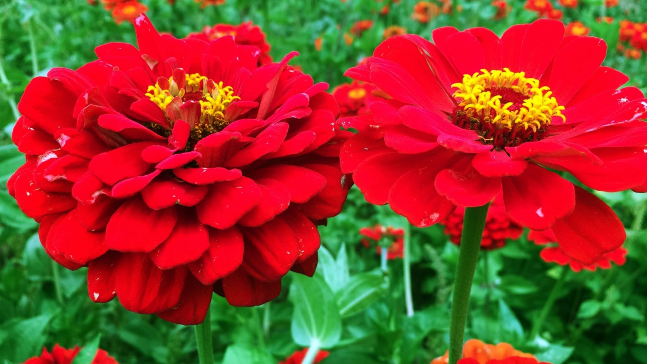 Easy methods to Develop Zinnias | Southern Publicity Seed Change Easy methods to Develop Zinnias | Southern Publicity Seed Change