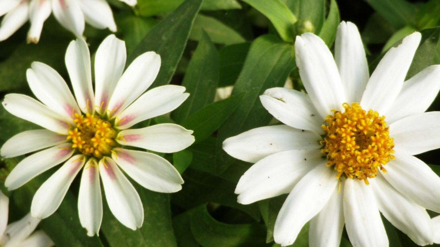 How to Grow Zinnias Southern Exposure Seed Exchange