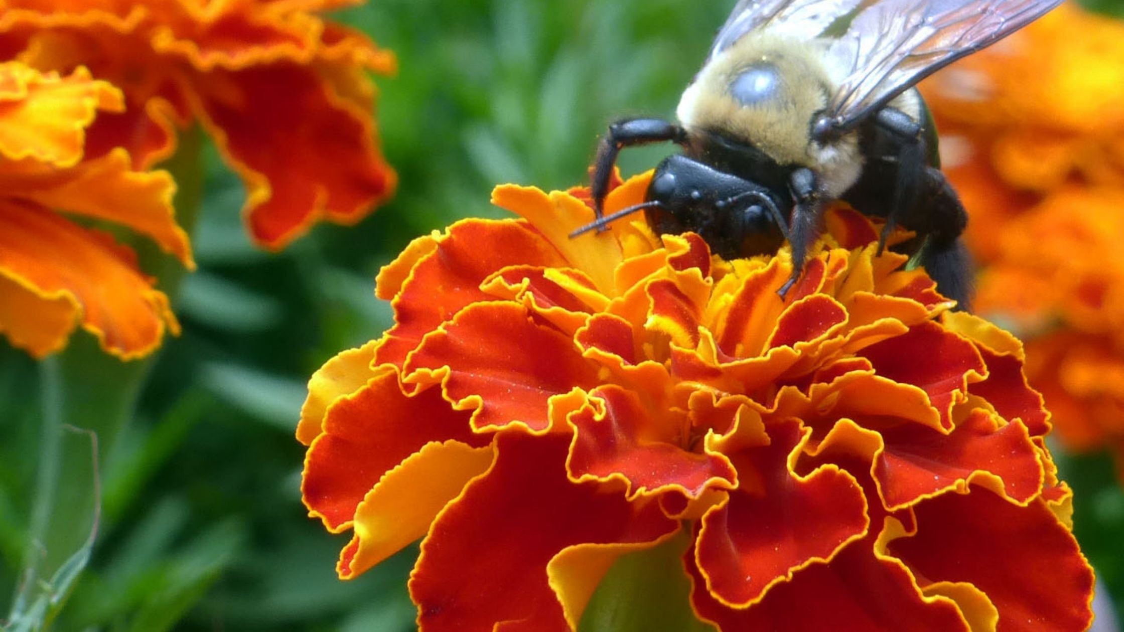 Bumblebee on a marigold. (companion plants for carrots)