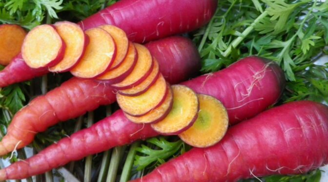 Guide to Growing Great Carrots