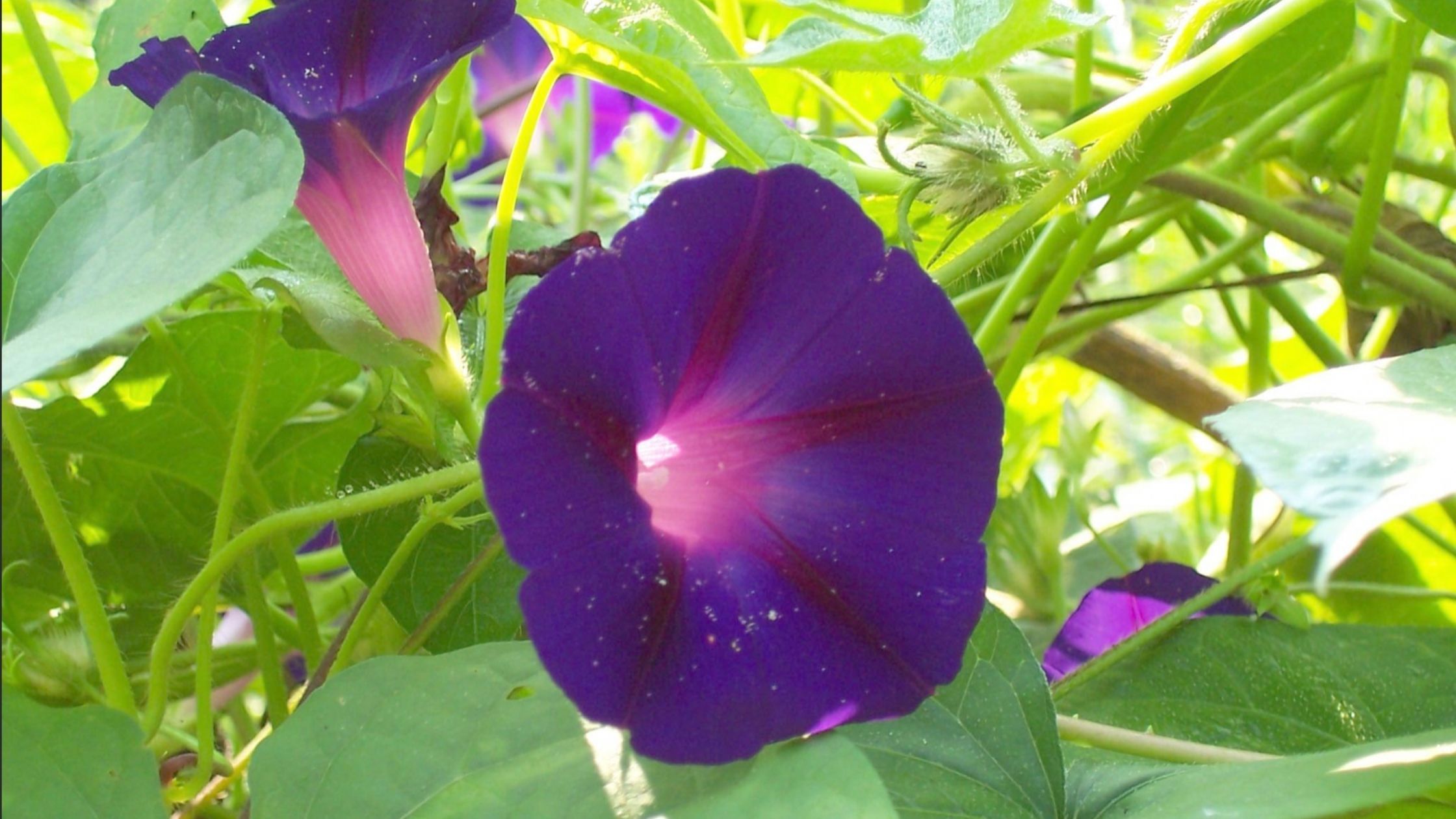 Heirloom Flowers (Grandpa Ott's Morning Glories)