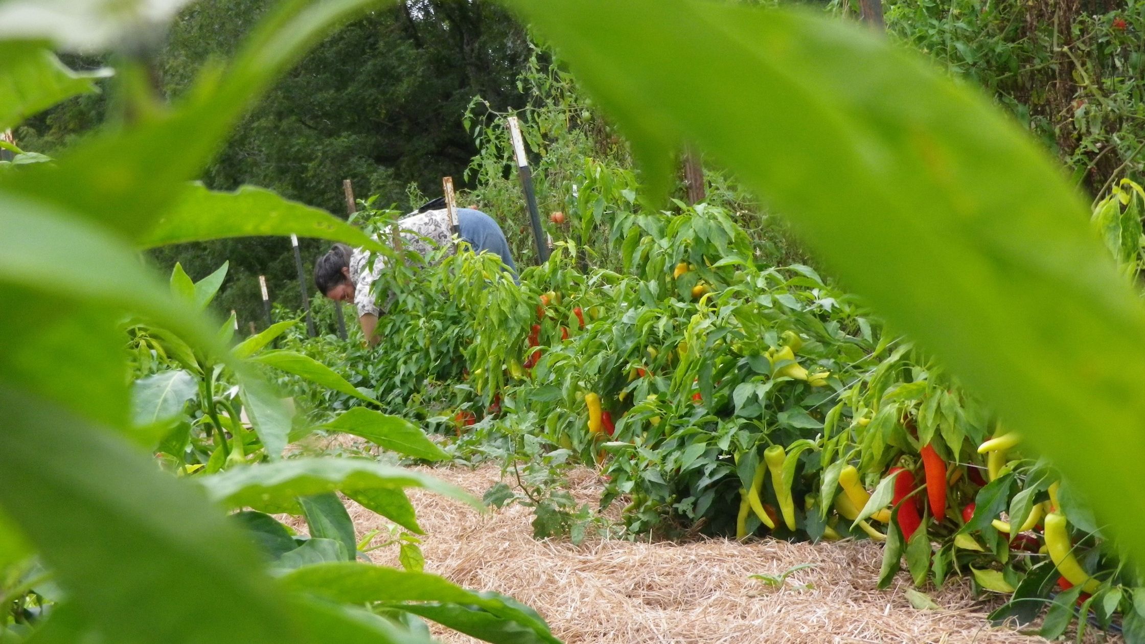 Person harvesting banana peppers