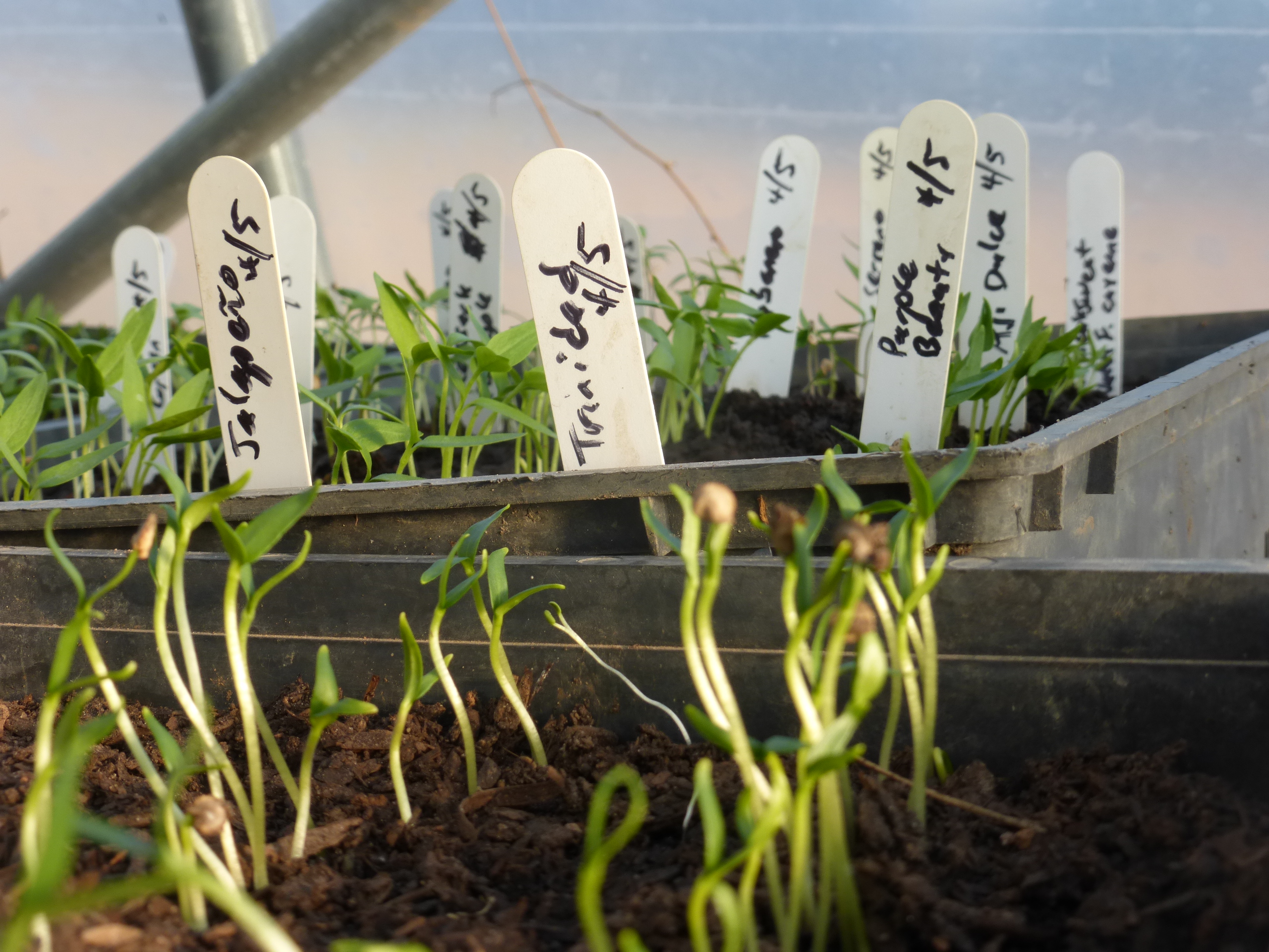 pepper seedlings