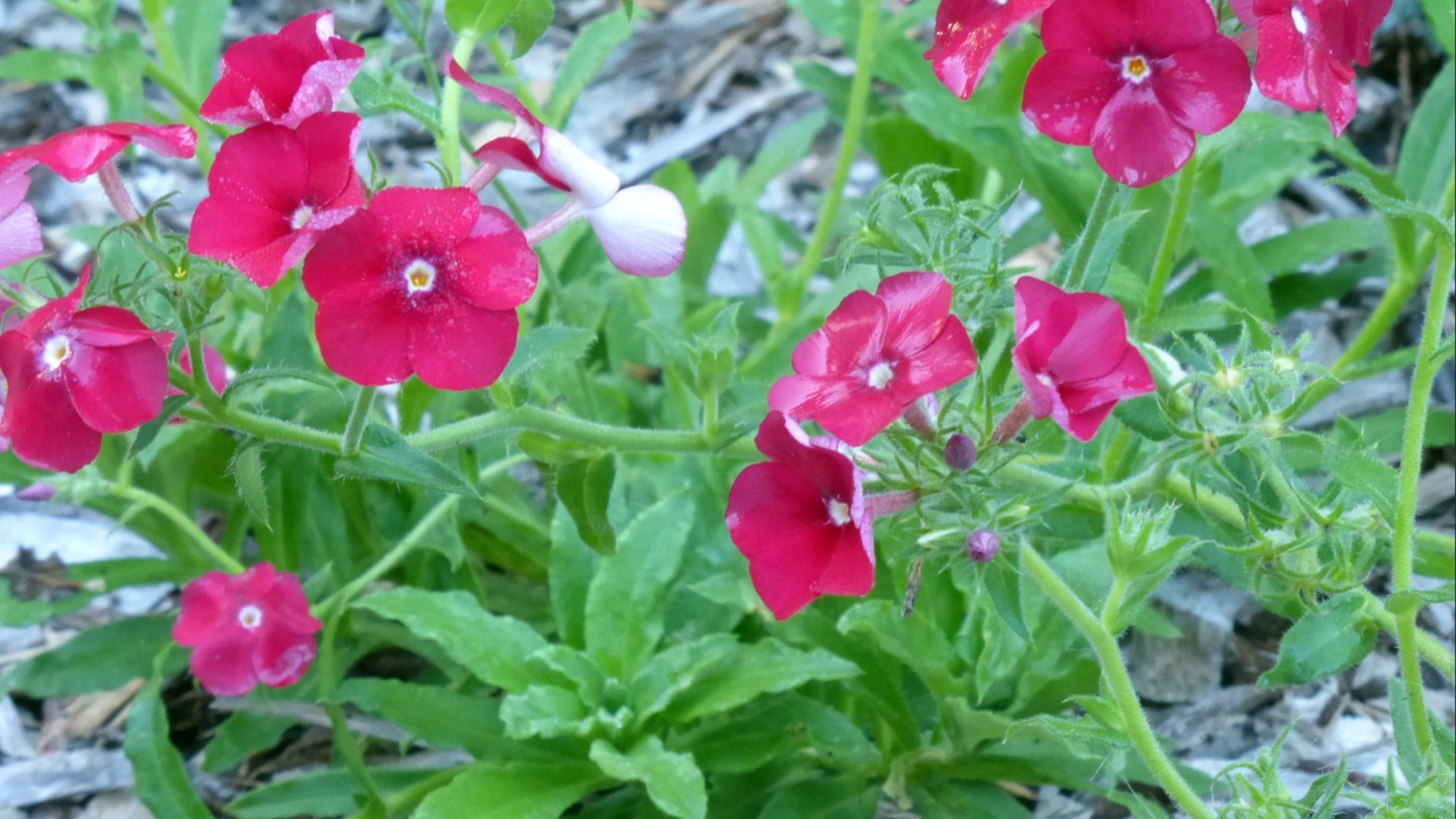 Red Drummond Phlox for a Cottage Garden