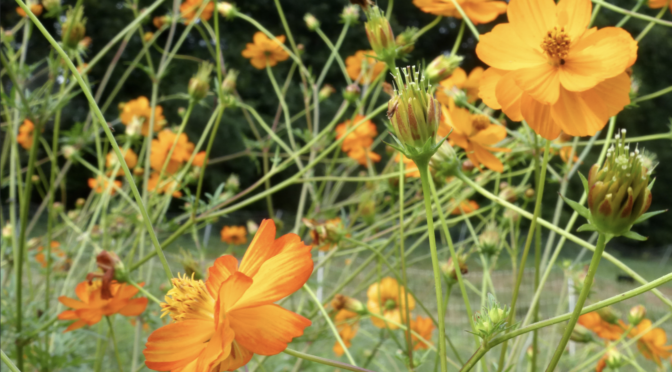 10 Easy-to-Grow Heirloom Flowers