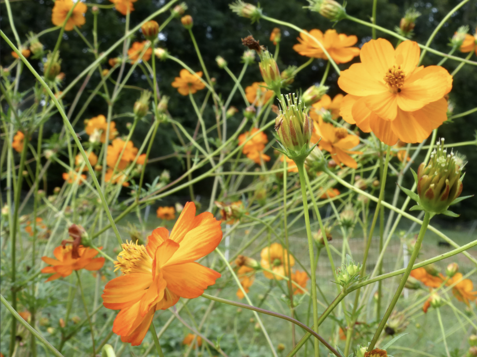10 Simple-to-Develop Heirloom Flowers | Southern Publicity Seed Change