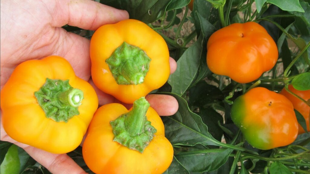 10 Mini Vegetables You’ll Adore | Southern Exposure Seed Exchange